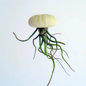 Air Plant Hanging Sea Urchin Planter Set - 3 Live Air Plants & Urchins - Image 3