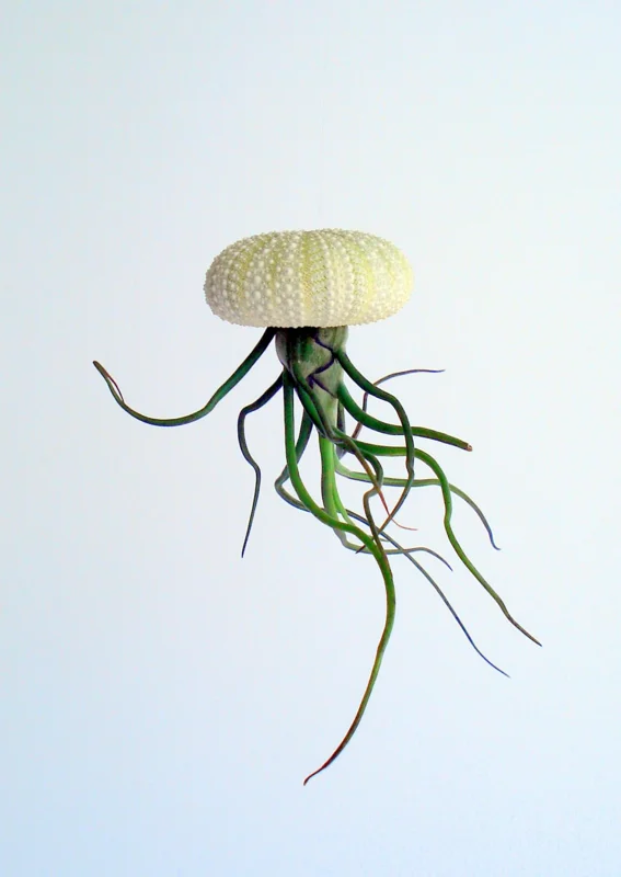 Air Plant Hanging Sea Urchin Planter Set - 3 Live Air Plants & Urchins - Image 3