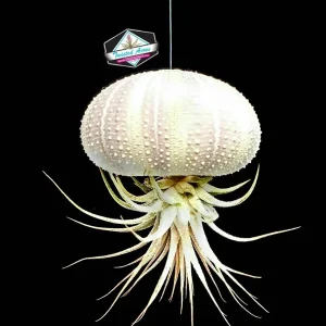 Air Plant Hanging Sea Urchin Planter Set - 3 Live Air Plants & Urchins - Image 4