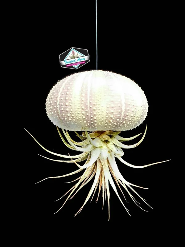 Air Plant Hanging Sea Urchin Planter Set - 3 Live Air Plants & Urchins - Image 4