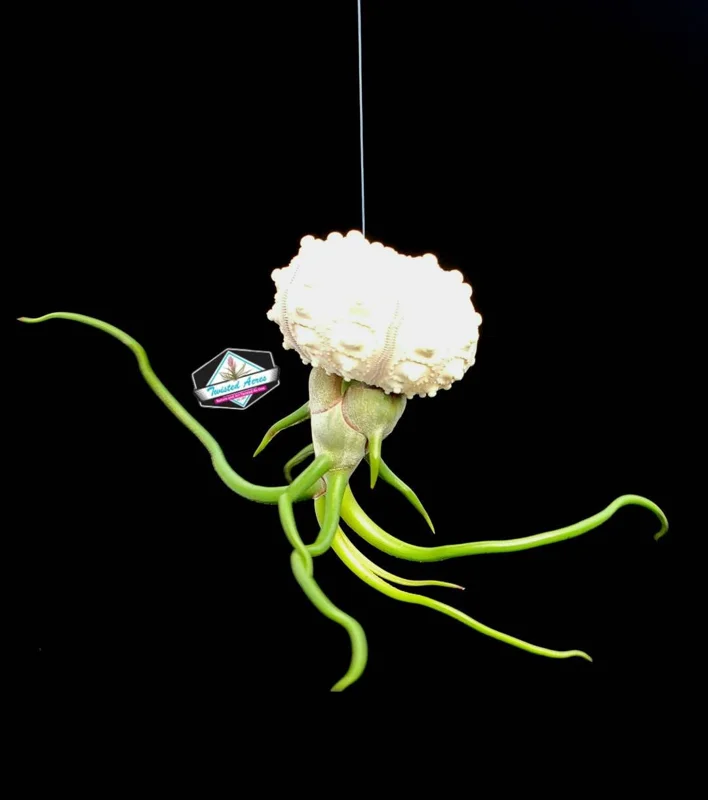 Air Plant Hanging Sea Urchin Planter Set - 3 Live Air Plants & Urchins - Image 5