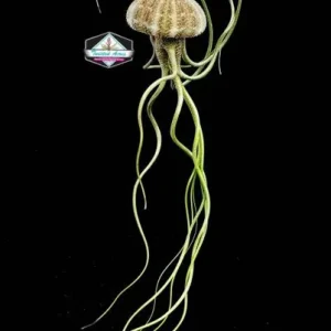 Air Plant Hanging Sea Urchin Planter Set - 3 Live Air Plants & Urchins - Image 6