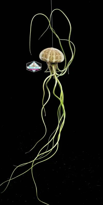 Air Plant Hanging Sea Urchin Planter Set - 3 Live Air Plants & Urchins - Image 6