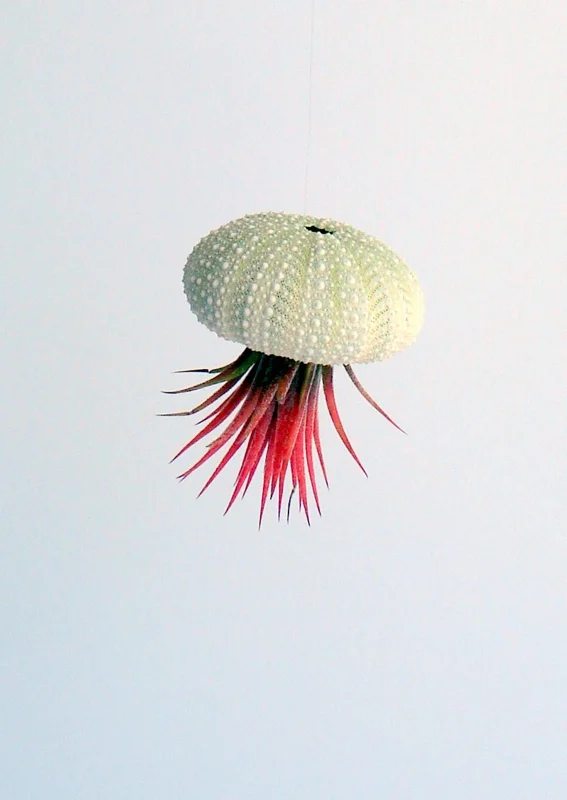 Air Plant Hanging Sea Urchin Planter Set - 3 Live Air Plants & Urchins - Image 7
