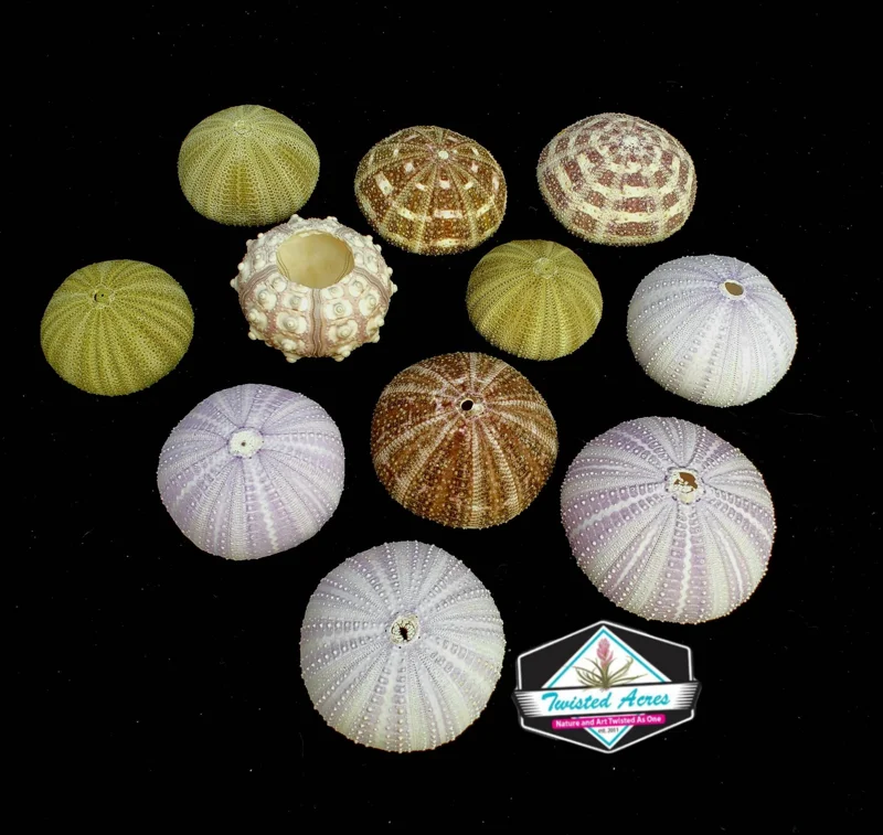 Air Plant Hanging Sea Urchin Planter Set - 3 Live Air Plants & Urchins - Image 8