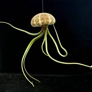 Air Plant Hanging Sea Urchin Planter Set - 3 Live Air Plants & Urchins - Image 9