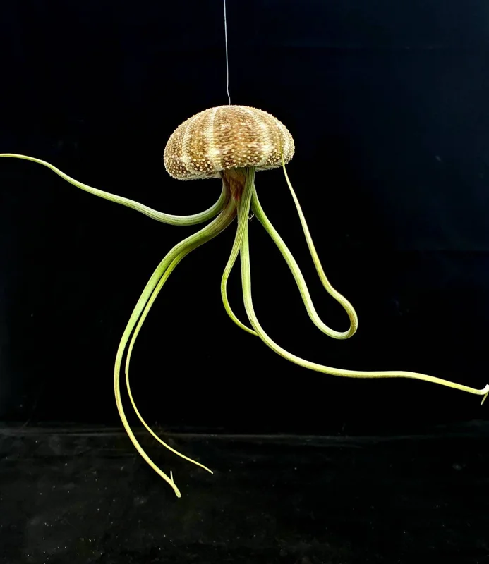 Air Plant Hanging Sea Urchin Planter Set - 3 Live Air Plants & Urchins - Image 9