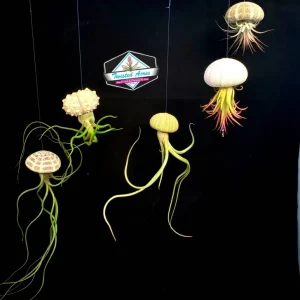 Air Plant Hanging Sea Urchin Planter Set - 3 Live Air Plants & Urchins - Image 1