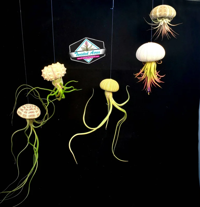 Air Plant Hanging Sea Urchin Planter Set - 3 Live Air Plants & Urchins - Image 1