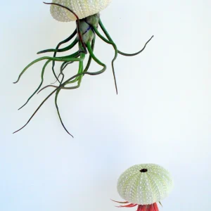 Air Plant Hanging Sea Urchin Planter Set of 3 Live Tillandsia Kits - Image 2
