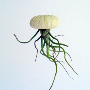 Air Plant Hanging Sea Urchin Planter Set of 3 Live Tillandsia Kits - Image 4