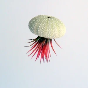 Air Plant Hanging Sea Urchin Planter Set of 3 Live Tillandsia Kits - Image 5