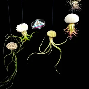 Air Plant Hanging Sea Urchin Planter Set of 3 Live Tillandsia Kits - Image 1
