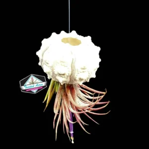Air Plant Hanging Sea Urchin Planter Set of 3 Live Tillandsia Kits - Image 9