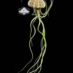 Air Plant Hanging Set - 3 Sea Urchin Shells & Live Air Plants - Fully Assembled Decor - Image 3