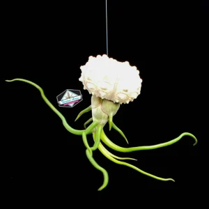 Air Plant Hanging Set - 3 Sea Urchin Shells & Live Air Plants - Fully Assembled Decor - Image 6