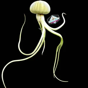 Air Plant Hanging Set - 3 Sea Urchin Shells & Live Air Plants - Fully Assembled Decor - Image 7