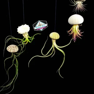 Air Plant Hanging Set - 3 Sea Urchin Shells & Live Air Plants - Fully Assembled Decor - Image 1
