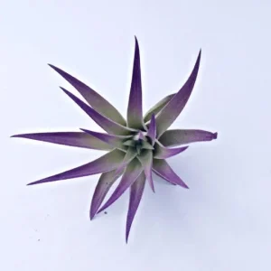Air Plant in Black Murex Seashell - Live Tillandsia with Shell Planter, Hanging or Tabletop - Image 3