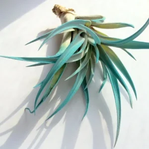 Air Plant in Black Murex Seashell - Live Tillandsia with Shell Planter, Hanging or Tabletop - Image 4