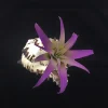 Air Plant in Black Murex Seashell - Live Tillandsia with Shell Planter, Hanging or Tabletop - Image 1