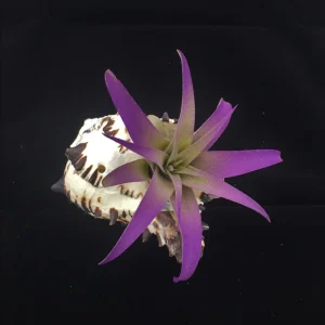 Air Plant in Black Murex Seashell - Live Tillandsia with Shell Planter, Hanging or Tabletop - Image 1