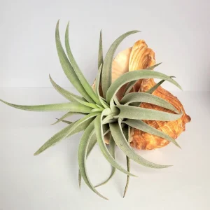 Air Plant in Rapana Sea Shell - Live Plant, 4-5 inch, Unique Decor - Image 2