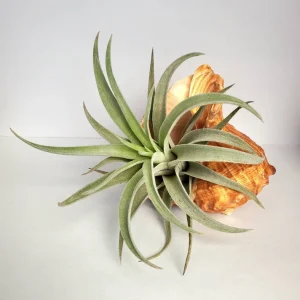 Air Plant in Rapana Sea Shell - Live Plant, 4-5 inch, Unique Decor - Image 3