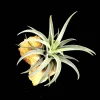 Air Plant in Rapana Sea Shell - Live Plant, 4-5 inch, Unique Decor - Image 1