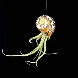 Air Plant in Sarmaticus Seashell - Live Tillandsia Plant Decor, 5-8