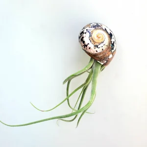 Air Plant in Sarmaticus Seashell - Live Tillandsia Plant Decor, 5-8
