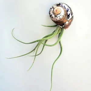 Air Plant in Sarmaticus Seashell - Live Tillandsia Plant Decor, 5-8" Tall - Image 1