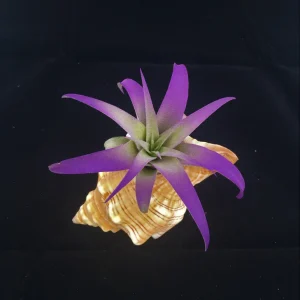 Air Plant in Stripped Fox Sea Shell - Live Tillandsia with Natural Shell - Beach Home Decor - Image 1