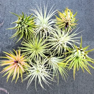 Air Plant Iona Live Tillandsia Trio – 3 Pack – 1-3 inch – Indoor - Image 4