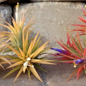 Air Plant Iona Live Tillandsia Trio – 3 Pack – 1-3 inch – Indoor - Image 6