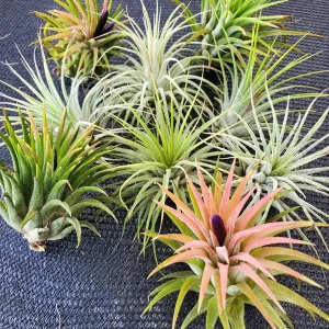 Air Plant Iona Live Tillandsia Trio – 3 Pack – 1-3 inch – Indoor - Image 8