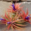 Air Plant Iona Live Tillandsia Trio – 3 Pack – 1-3 inch – Indoor - Image 1