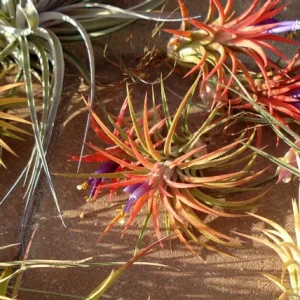 Air Plant Mix 10 Pack - Tillandsia Live Plants for Terrariums & Decor - Easy Care - Image 2