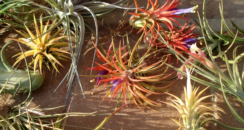 Air Plant Mix 10 Pack - Tillandsia Live Plants for Terrariums & Decor - Easy Care - Image 2