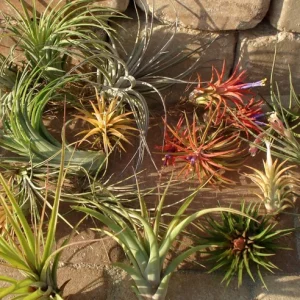 Air Plant Mix 10 Pack - Tillandsia Live Plants for Terrariums & Decor - Easy Care - Image 3