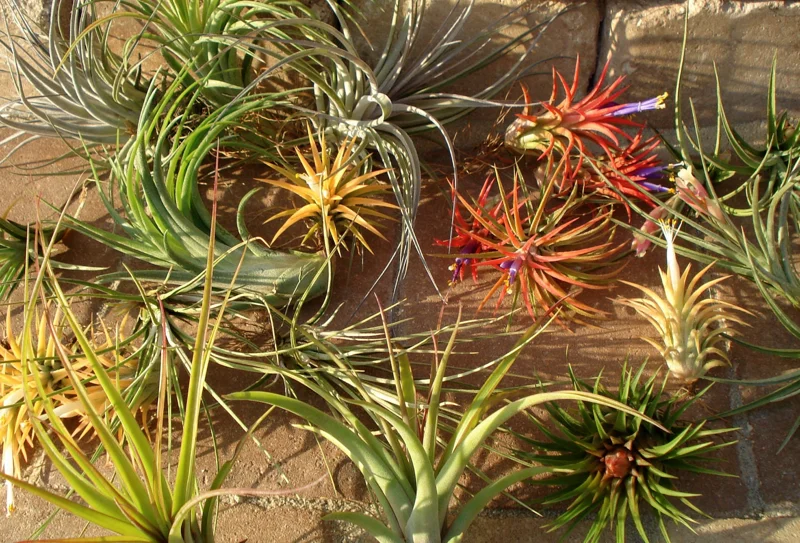 Air Plant Mix 10 Pack - Tillandsia Live Plants for Terrariums & Decor - Easy Care - Image 4