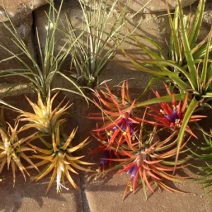 Air Plant Mix 10 Pack - Tillandsia Live Plants for Terrariums & Decor - Easy Care - Image 5