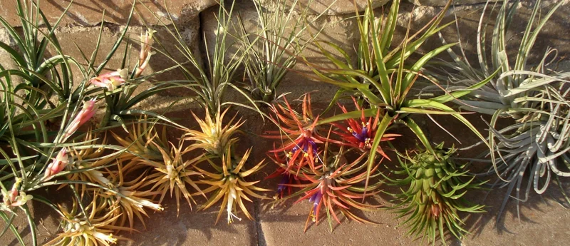 Air Plant Mix 10 Pack - Tillandsia Live Plants for Terrariums & Decor - Easy Care - Image 5