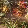 Air Plant Mix 10 Pack - Tillandsia Live Plants for Terrariums & Decor - Easy Care - Image 1