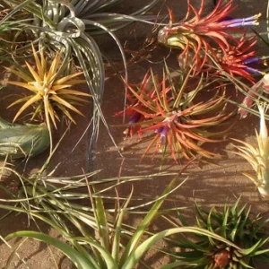 Air Plant Mix 10 Pack - Tillandsia Live Plants for Terrariums & Decor - Easy Care - Image 1