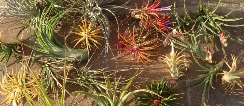 Air Plant Mix 10 Pack - Tillandsia Live Plants for Terrariums & Decor - Easy Care - Image 1