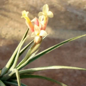 Air Plant Mix 15 Tillandsia Live Plants - Easy Care Wholesale Lot, 2-5 inch - Image 2