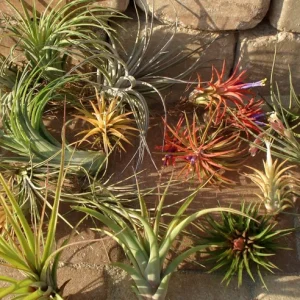 Air Plant Mix 15 Tillandsia Live Plants - Easy Care Wholesale Lot, 2-5 inch - Image 3