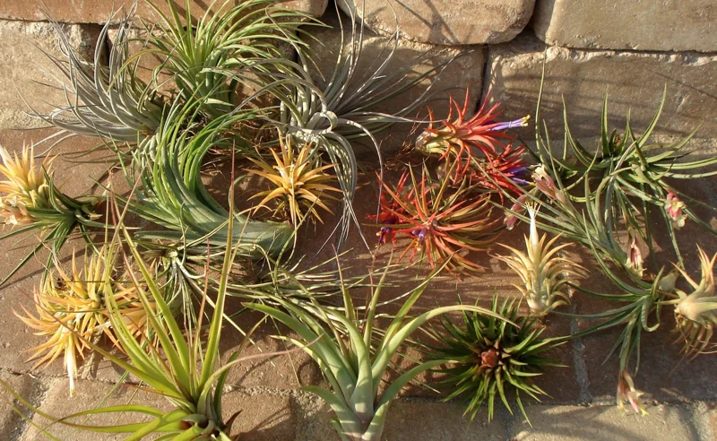 Air Plant Mix 15 Tillandsia Live Plants - Easy Care Wholesale Lot, 2-5 inch - Image 3