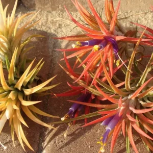 Air Plant Mix 15 Tillandsia Live Plants - Easy Care Wholesale Lot, 2-5 inch - Image 5